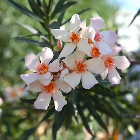 酒店 纳克索斯假日酒店 Naxos City