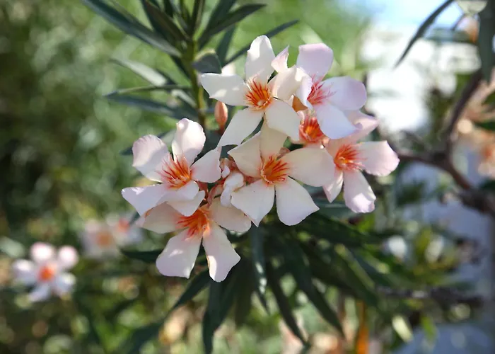 酒店 纳克索斯假日酒店 Naxos City